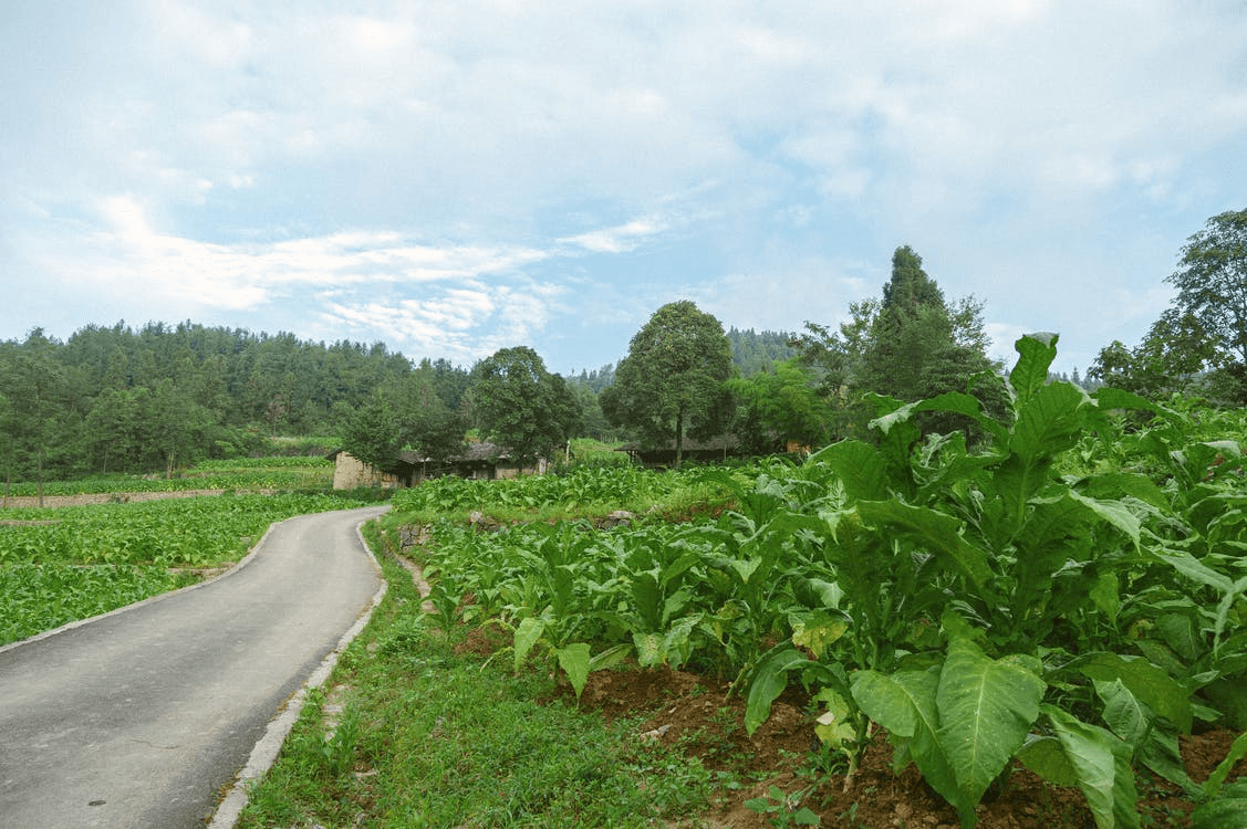 Tobacco in Brazil: Mata Fina, the World's Largest Exporter, and Two Industries in One Country 4 Rural road winding through a tobacco field under a cloudy sky in southern Brazil.
