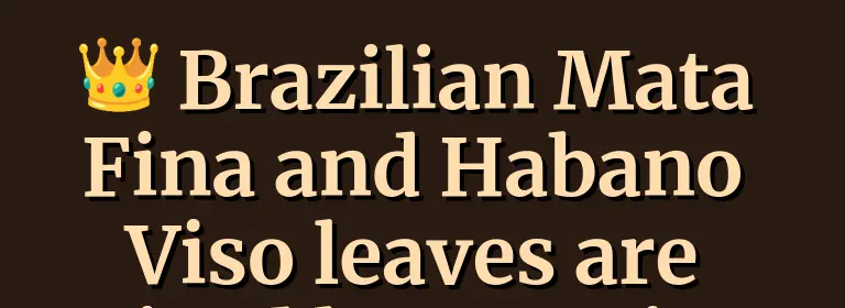 Tobacco in Brazil: Mata Fina, the World's Largest Exporter, and Two Industries in One Country 2 Brazilian Mata Fina Habano viso tobacco leaves from Bahia, prized by premium cigar makers for their unique sweetness and dark oily appearance.