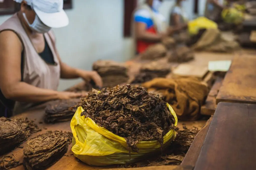 Connecticut Cigar: A Tobacco Guide 1 tobacco cigar