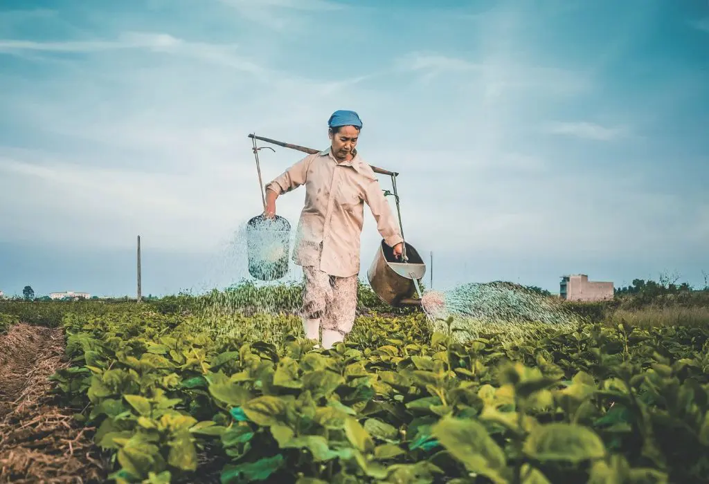 What Are The Different Types Of Tobacco Used In Cigars? 2 tobacco field