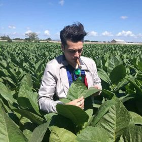 Matthew inspecting a growing tobacco plant